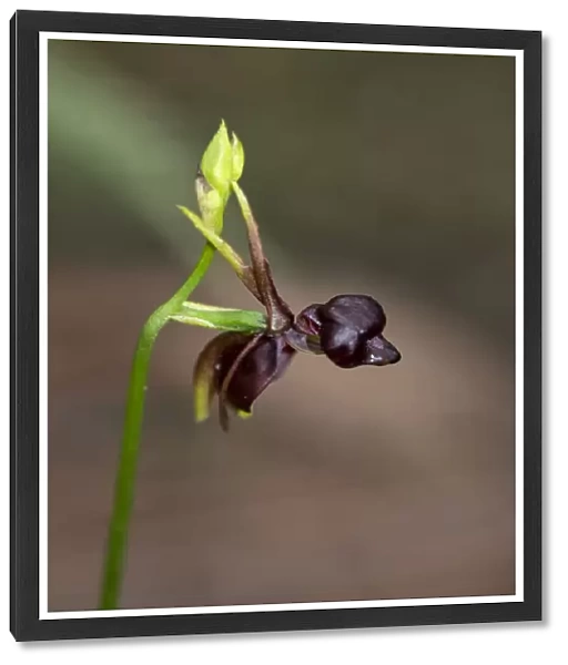 A close up of a Flying Duck Orchid