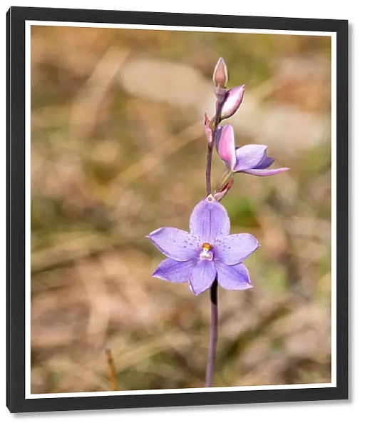 Close up of a Dotted Sun Orchid