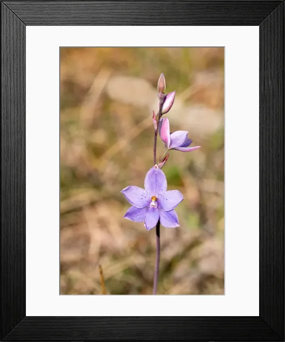 Framed Print : Close up of a Dotted Sun Orchid