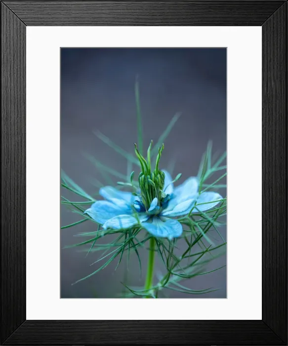 Framed Print : Close up of a Love in the Mist Flower Framed Print : Close up of a Love in the Mist Flower