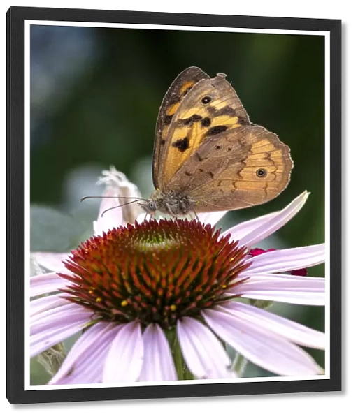 Close up of a Common Brown Butterfly on an Echinacea flower