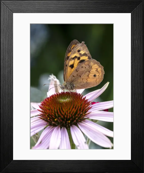 Framed Print : Close up of a Common Brown Butterfly on an Echinacea flower