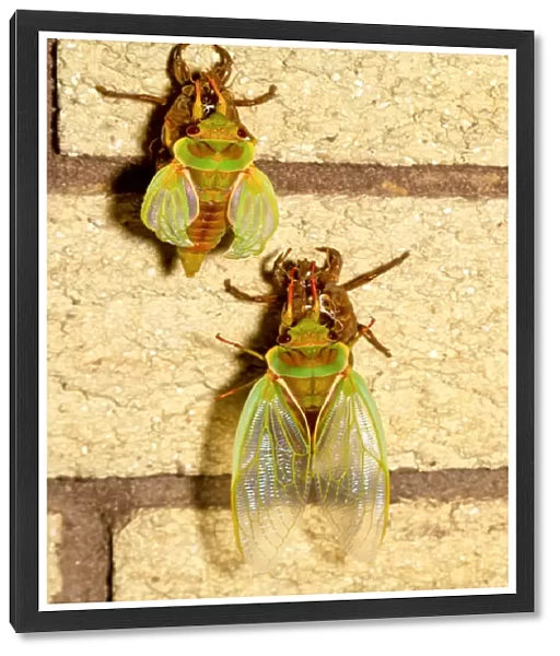Two Cicadas on a wall