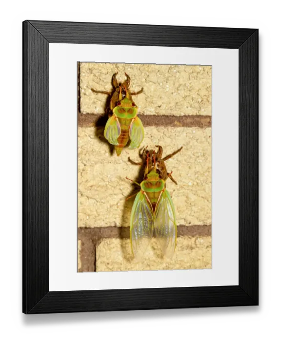 Framed Print : Two Cicadas on a wall