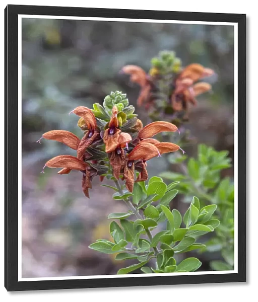 A vivid orange salvia flower
