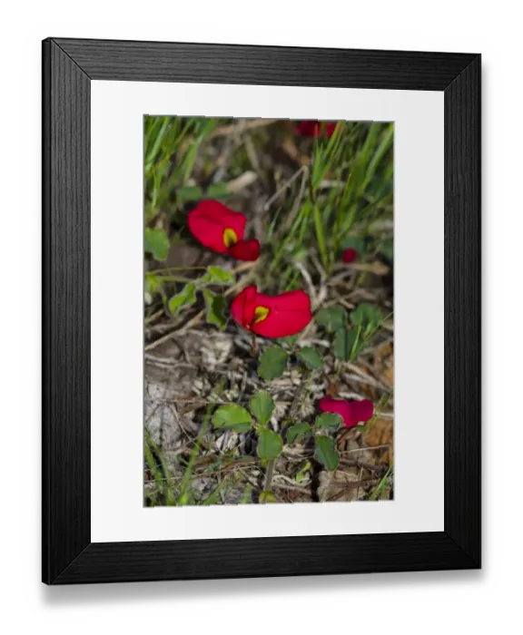 Framed Print : Australian native pea flower called Running Postman Framed Print : Australian native pea flower called Running Postman