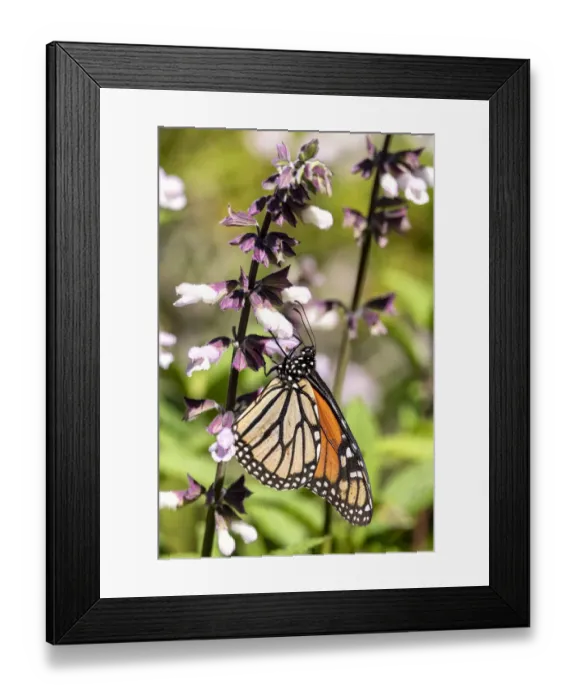 Framed Print : A Monarch  /  Wander Butterfly on a Salvia flower
