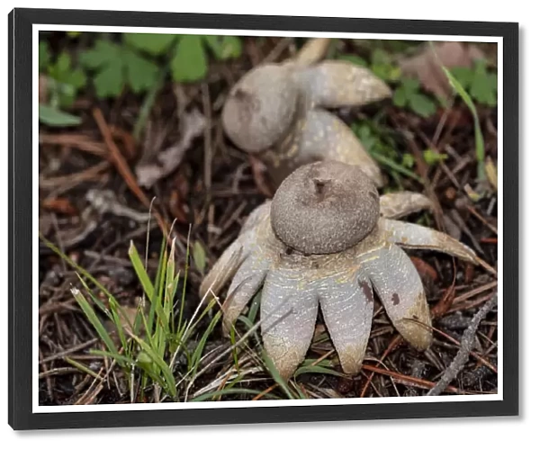 Close up Arched earthstar fungi on the forest floor