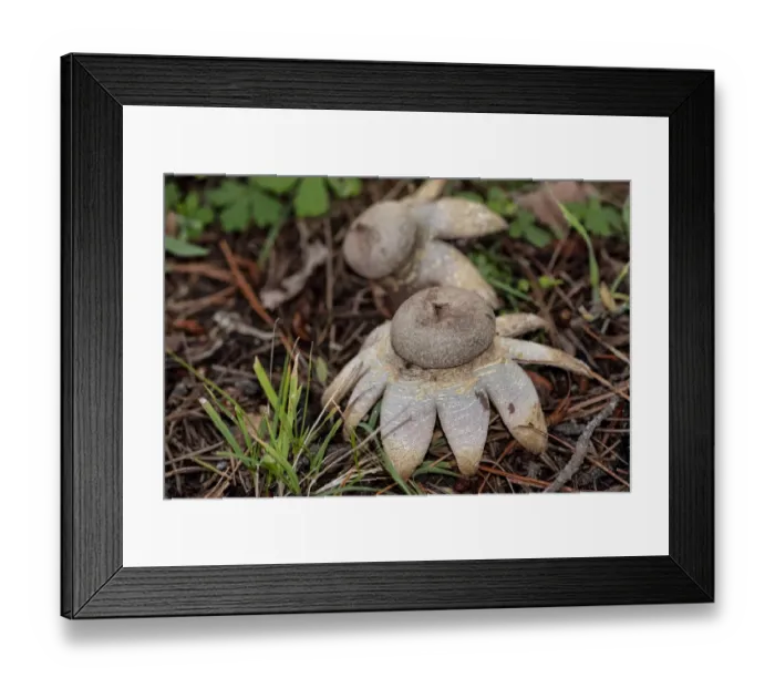 Framed Print : Close up Arched earthstar fungi on the forest floor