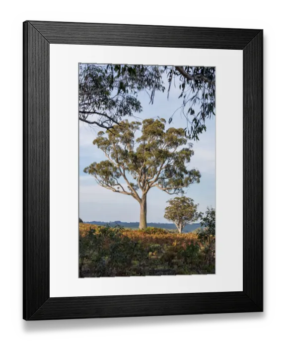 Framed Print : Beautiful old gum tree in the middle of a paddock