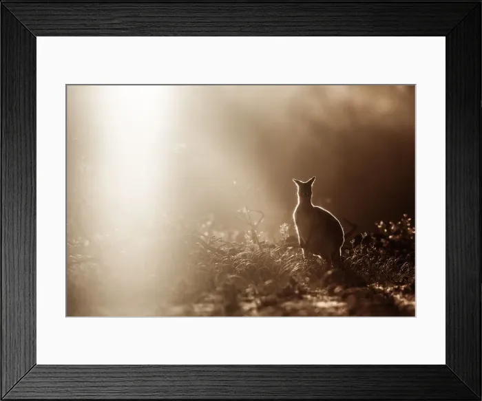 Framed Print : Kangaroo outline