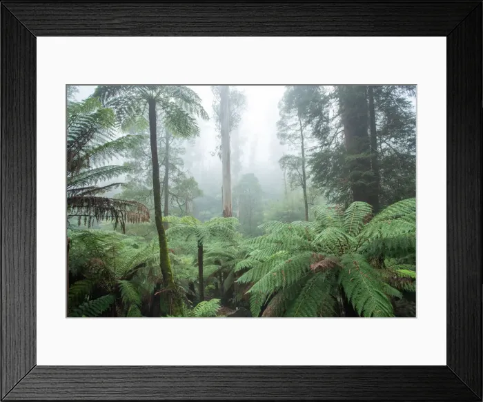 Framed Print : Badger Weir forest