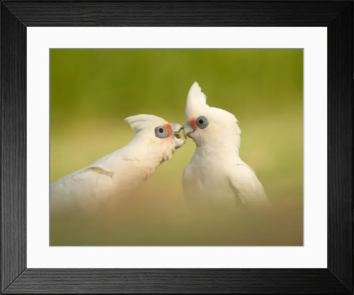 Framed Print : Bite me. Two Little Corellas Framed Print : Bite me. Two Little Corellas