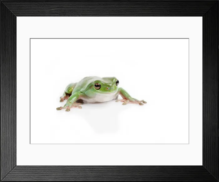 Framed Print : Green Tree frog Framed Print : Green Tree frog