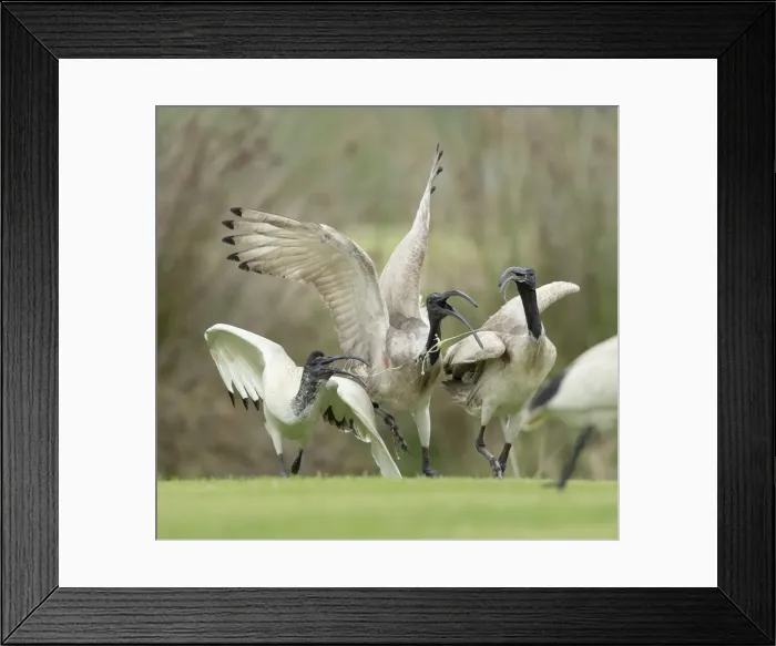 Framed Print : Ibis feeding dispute Framed Print : Ibis feeding dispute