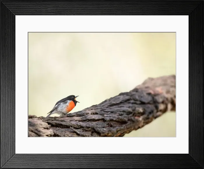 Framed Print : Scarlet Robin call Framed Print : Scarlet Robin call