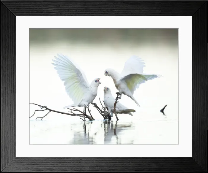 Framed Print : Little Corellas dispute