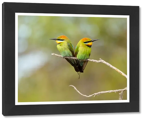 In unison. Rainbow Bee-eater male and female (Merops ornatus)