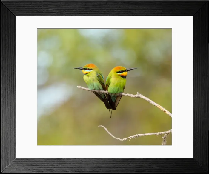 Framed Print : In unison. Rainbow Bee-eater male and female (Merops ornatus)