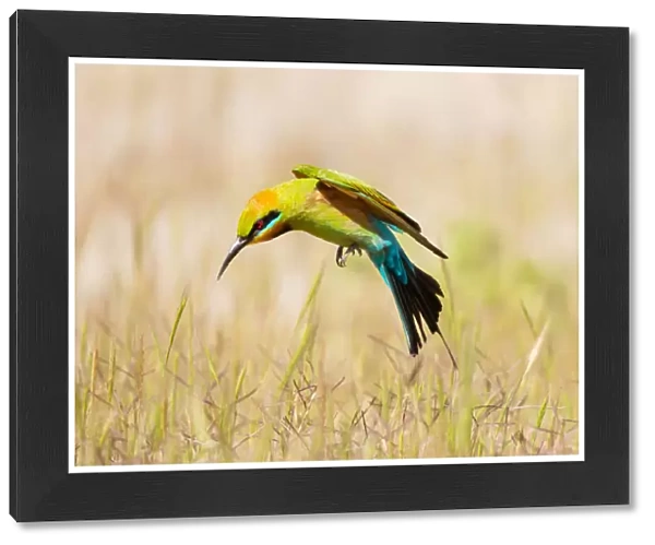 Rainbow Bee-eater #1