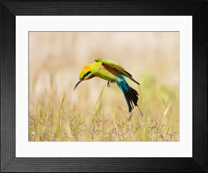 Framed Print : Rainbow Bee-eater #1 Framed Print : Rainbow Bee-eater #1