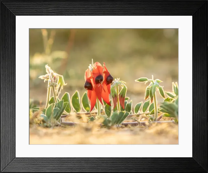 Framed Print : Australian Sturts Desert Pea