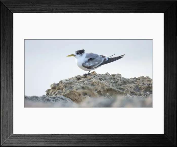 Framed Print : Tern profile Framed Print : Tern profile
