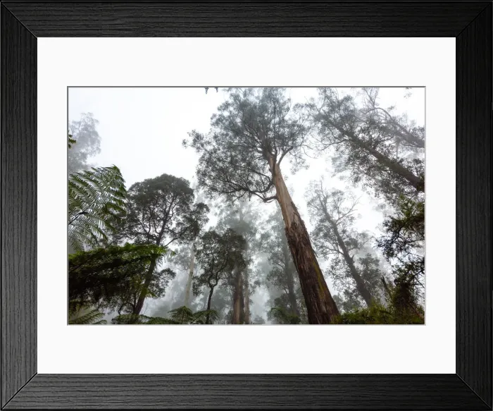 Framed Print : Badger Weir forest