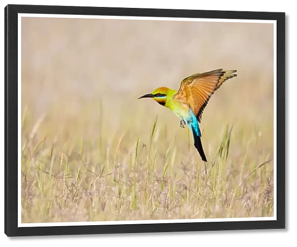 Rainbow Bee-eater in flight #3
