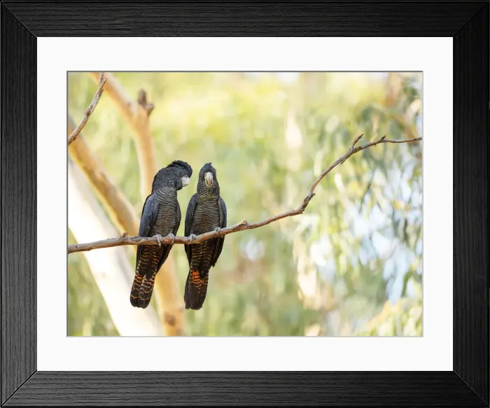 Framed Print : Red-tailed Black-cockatoos
