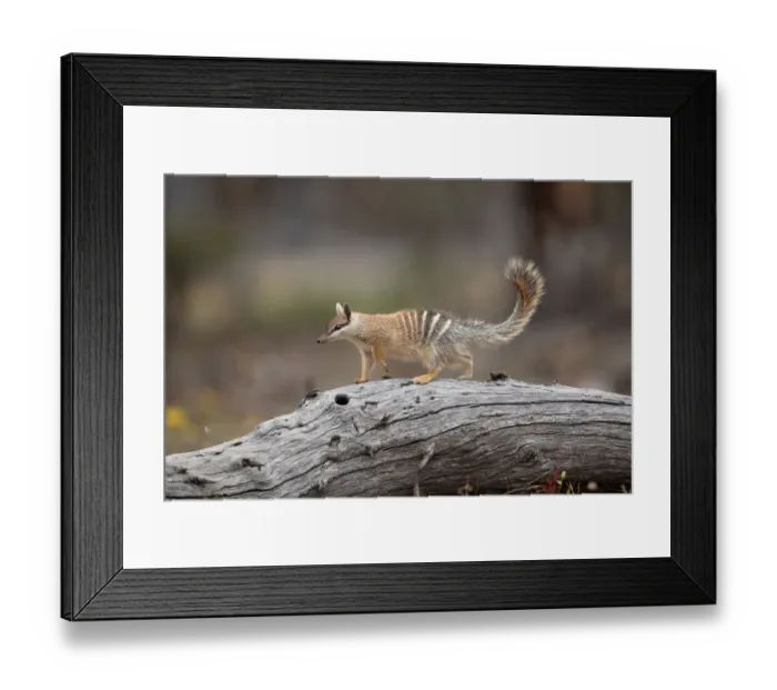 Framed Print : Numbat foraging Framed Print : Numbat foraging