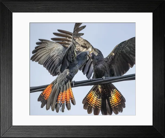 Framed Print : Red-tailed Black Cockatoos