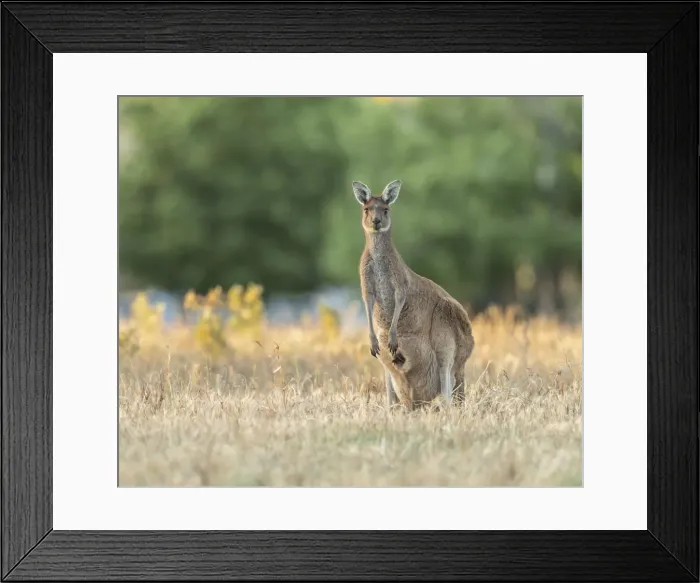 Framed Print : Kangaroo and joey Framed Print : Kangaroo and joey