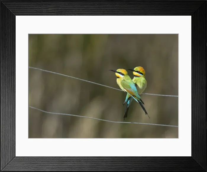 Framed Print : Rainbow Bee-eaters on a fence Framed Print : Rainbow Bee-eaters on a fence