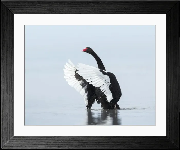 Framed Print : Black swan Framed Print : Black swan