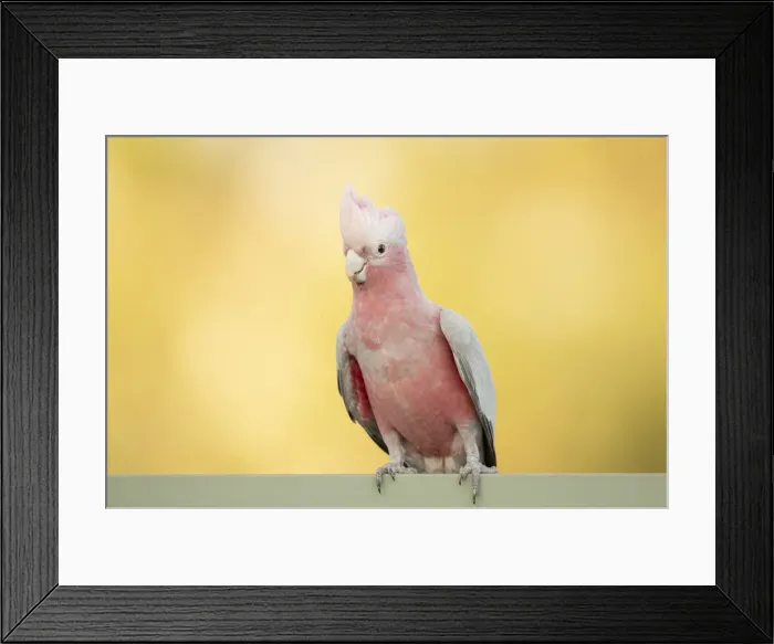 Framed Print : Galah. The rose-breasted cockatoo (Eolophus roseicapilla) Framed Print : Galah. The rose-breasted cockatoo (Eolophus roseicapilla)