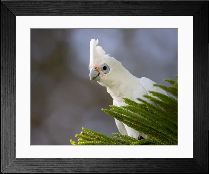 Framed Print : Little Corella in a tree Framed Print : Little Corella in a tree