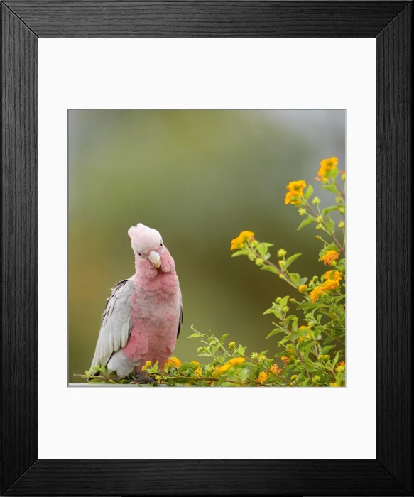 Framed Print : Pink and Grey Cockatoo