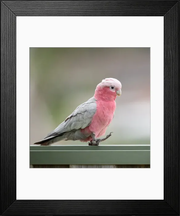 Framed Print : Pink and Grey Cockatoo