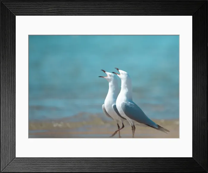 Framed Print : Squawking Gulls