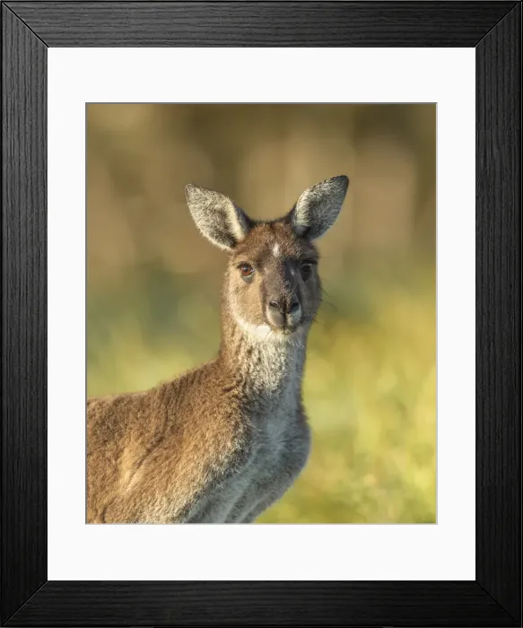 Framed Print : Kangaroo portrait