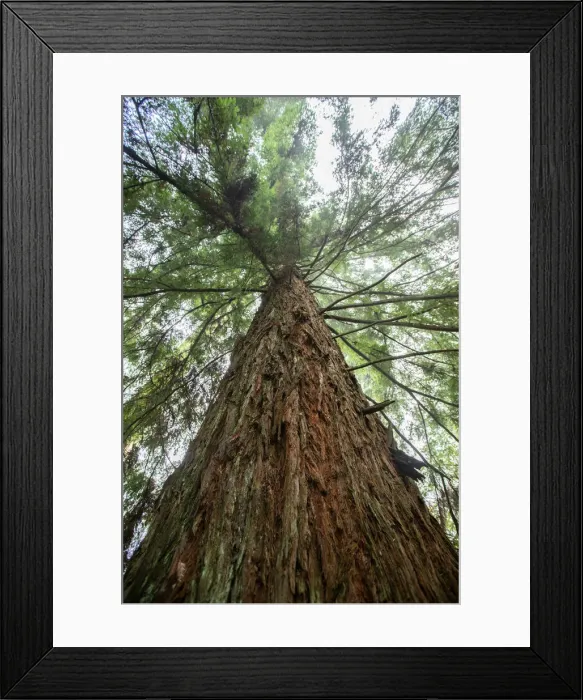Framed Print : Badger Weir forest