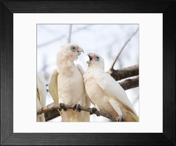 Framed Print : Little Corellas being territorial