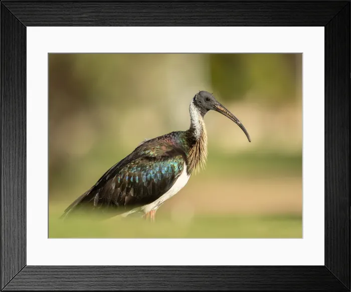Framed Print : Ibis. Straw-necked Ibis (Threskiornis spinicollis) adults have distinctive
