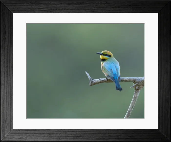 Framed Print : Rainbow Bee-eater portrait Framed Print : Rainbow Bee-eater portrait