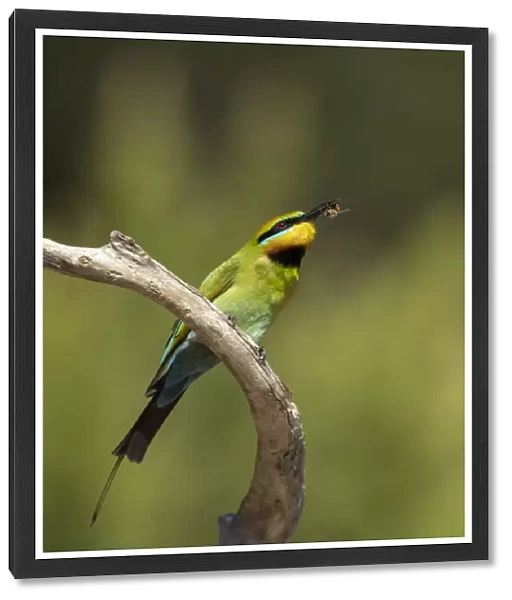 Rainbow Bee-eater with a bee