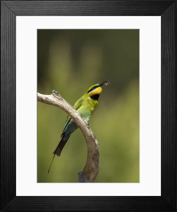 Framed Print : Rainbow Bee-eater with a bee