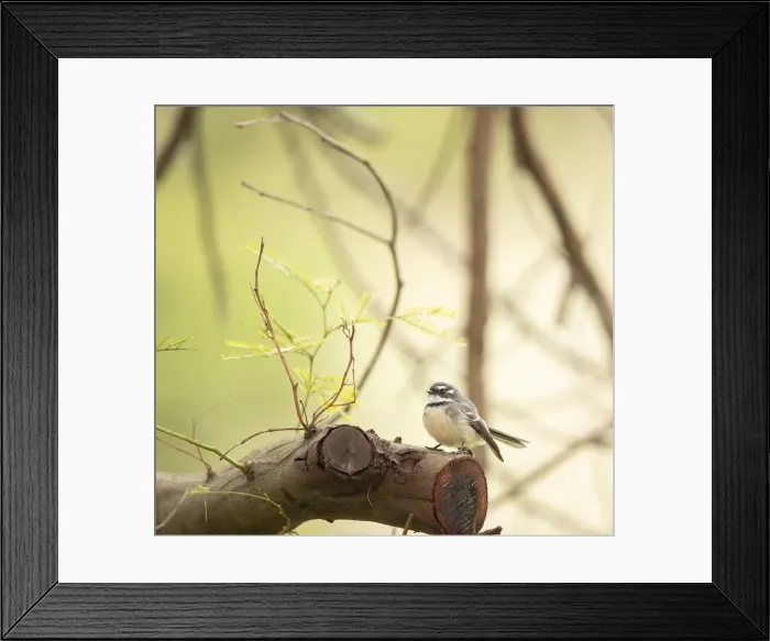 Framed Print : Grey Fantail Framed Print : Grey Fantail