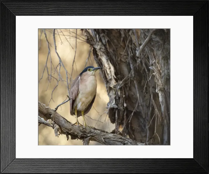 Framed Print : Nankeen Night Heron Framed Print : Nankeen Night Heron