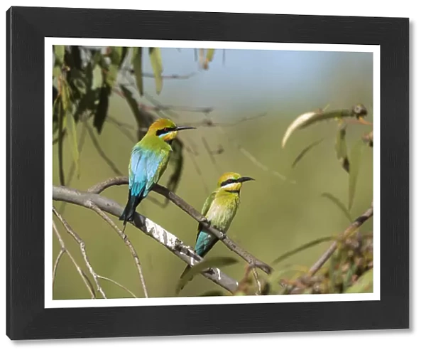 Rainbow Bee-eaters